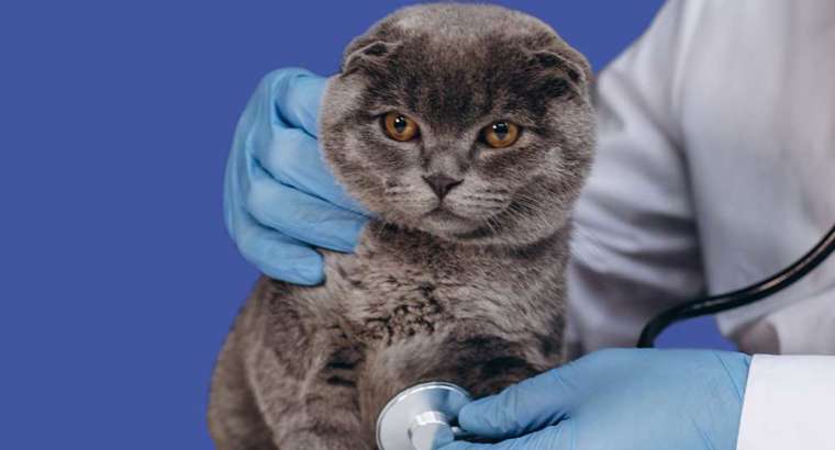 Colocação Microchip