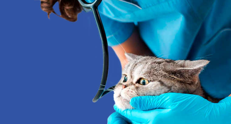 Atestado de viagem e emissão de passaporte